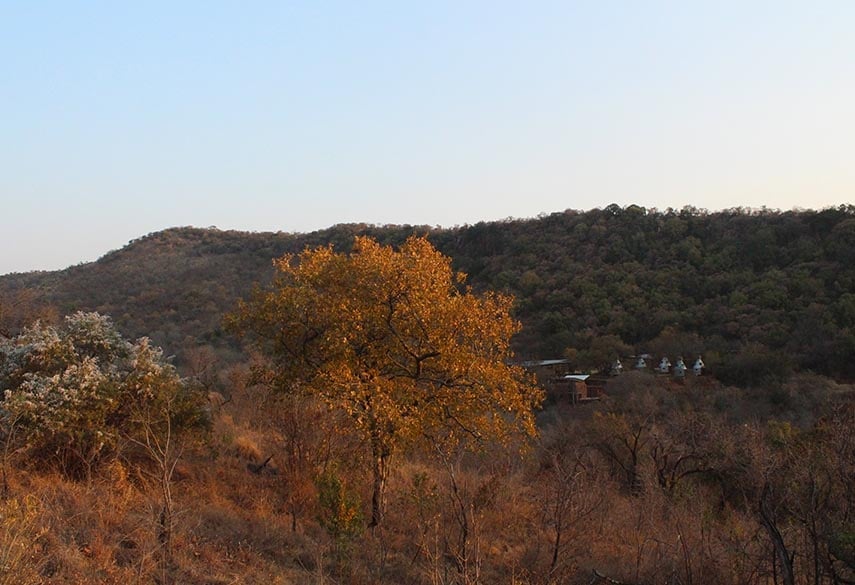 Autumn landscape with golden tree in foreground, forested hills, and distant structures under clear sky